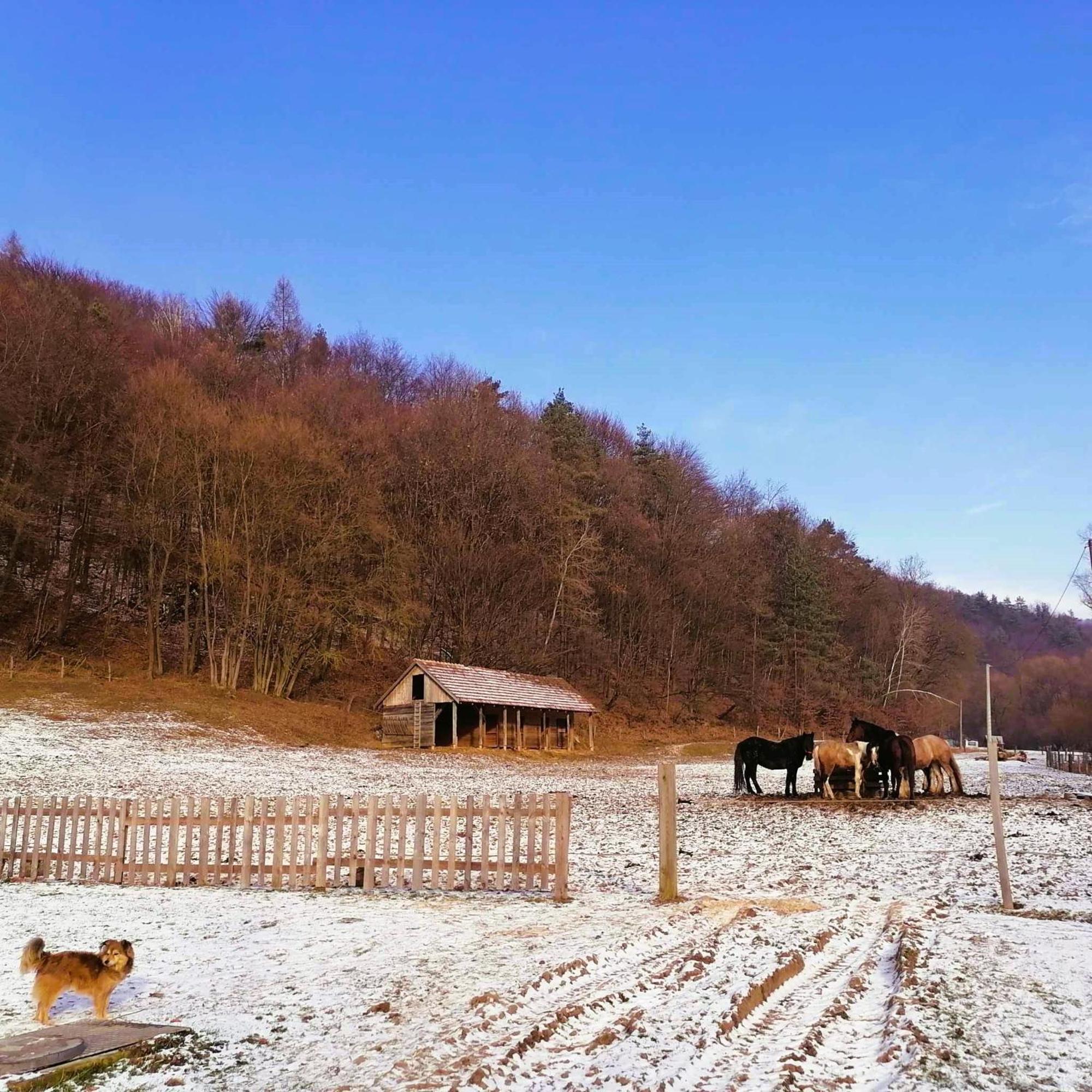 Oddychovy Pobyt Na Rodinnej Farme Matiaska Zewnętrze zdjęcie